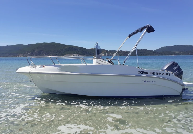 Ocean Life 1031  | 