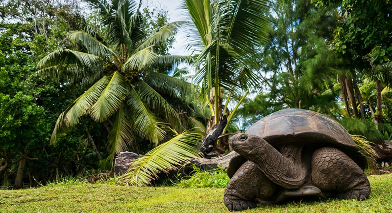 Curieuse : Nature Sauvage et Tortues Géantes