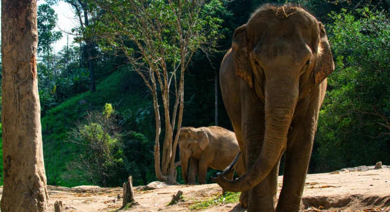 Visite du sanctuaire de conservation d'éléphants