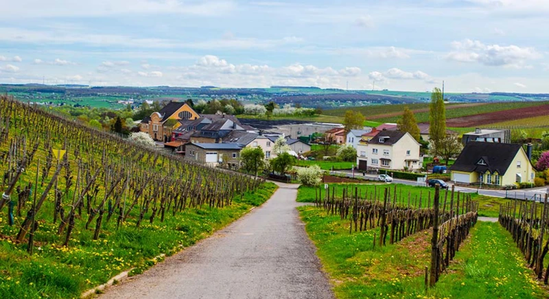 Besichtigung der Weinkeller St. Martin und Weinprobe