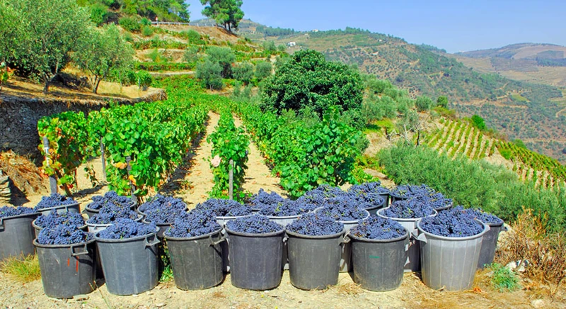 Pinhao & dégustation de vin de Porto