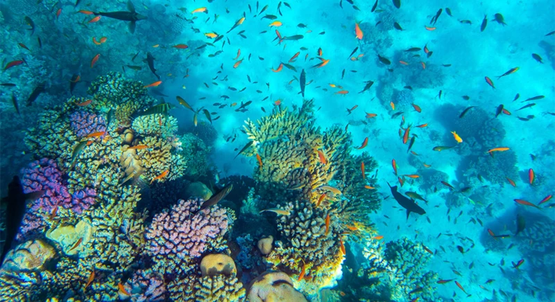 Plongée en apnée à Sharm El Luli