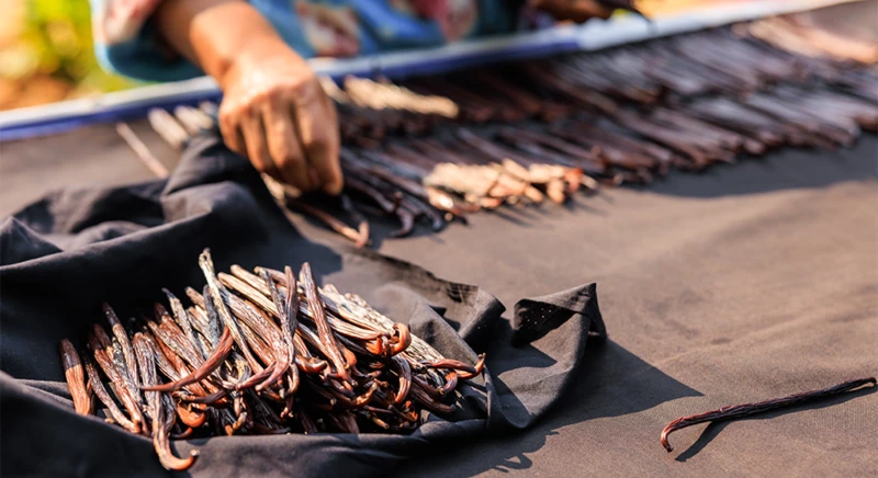 Visit to a vanilla plantation