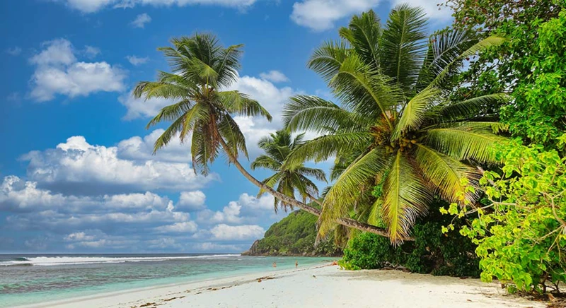 Promenade sur les sentiers entre les cocotiers