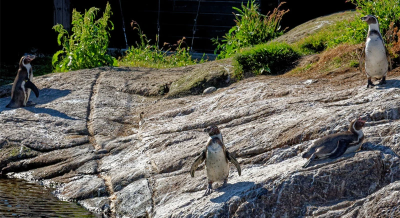 Escursione all'acquario di Alesund e al monte Aksla
