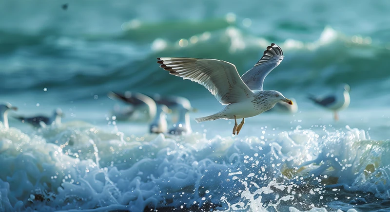 Observation d’oiseaux