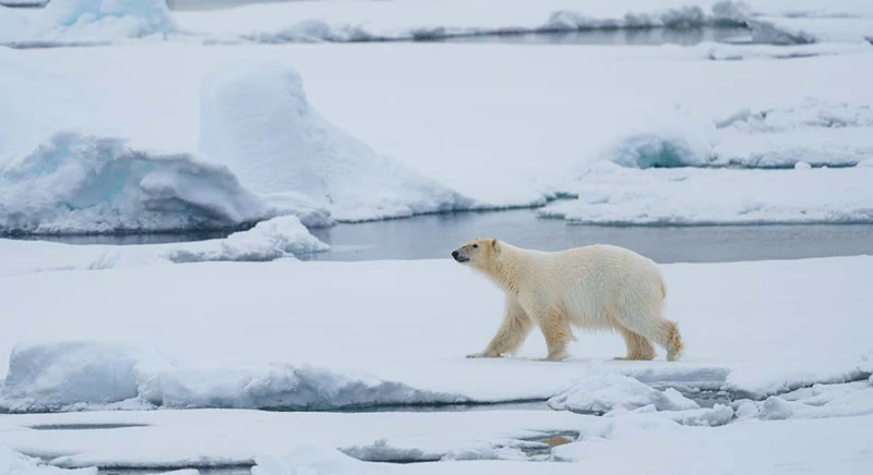 Randonnées dans la nature brute de l'Arctique