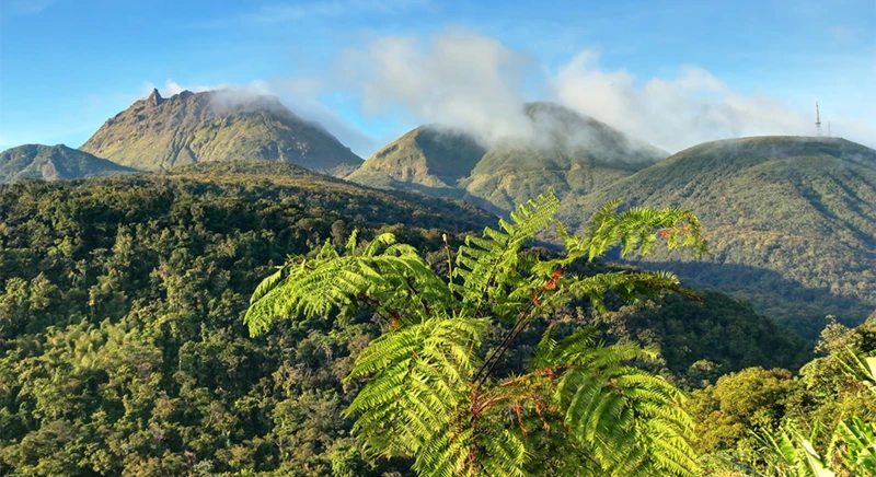 Excursion en taxi avec un guide pour découvrir la Soufrière