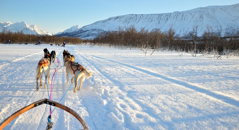 Slitta trainata da cani a Tromsø