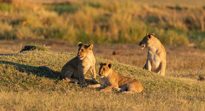 Safari terrestre et nautique dans le parc national de Matusadona