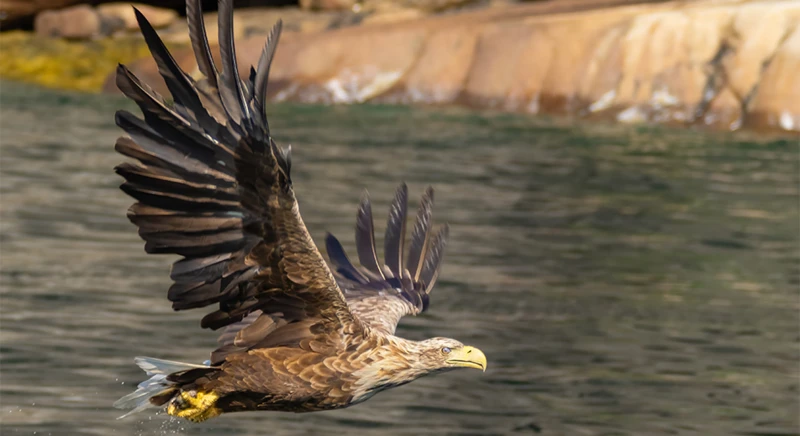 Safari à l'aigle de mer à Trollfjorden
