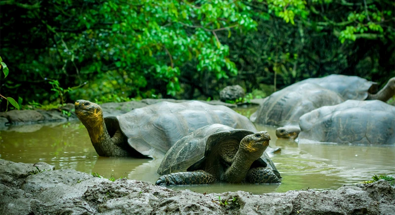 Visite de la réserve de tortues Cerro Colorado