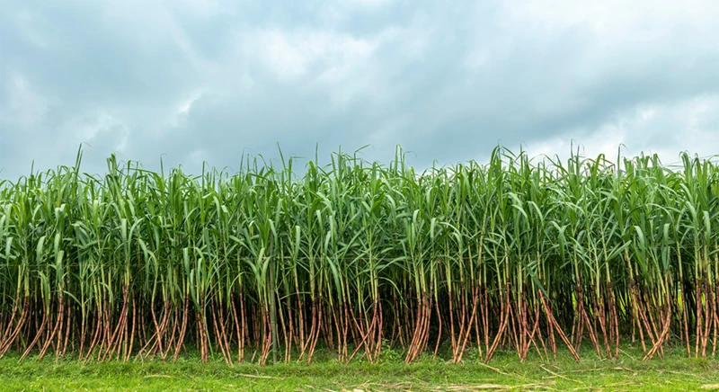 Visite d'une plantation de sucre