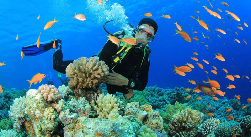 Plongée d'initiation au milieu de divers coraux et poissons tropicaux
