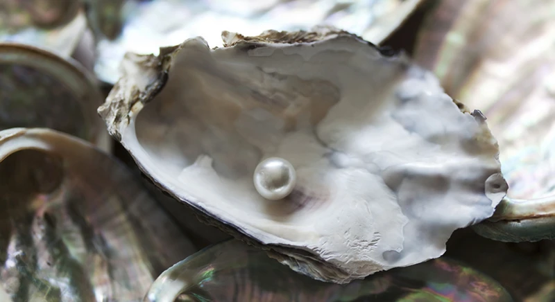 Découverte de la ferme perlière de la baie d'Aljui