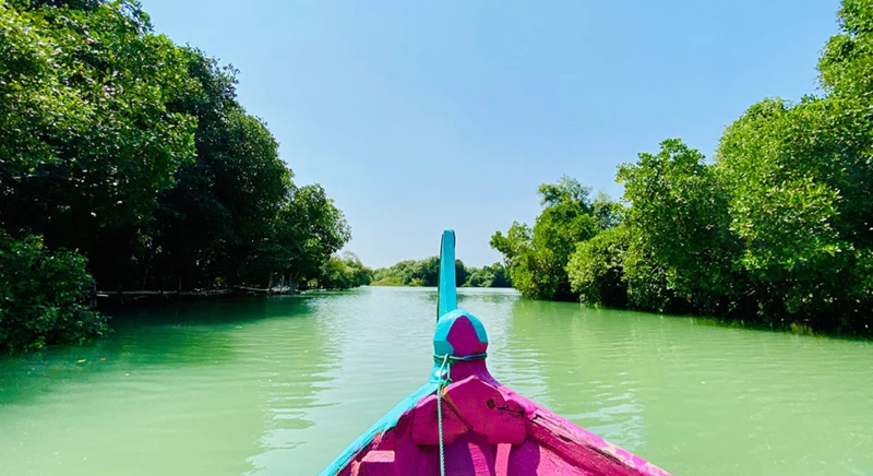 Excursion guidée en kayak dans la mangrove