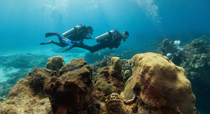 La possibilité de plongée sous-marine avec un moniteur expérimenté