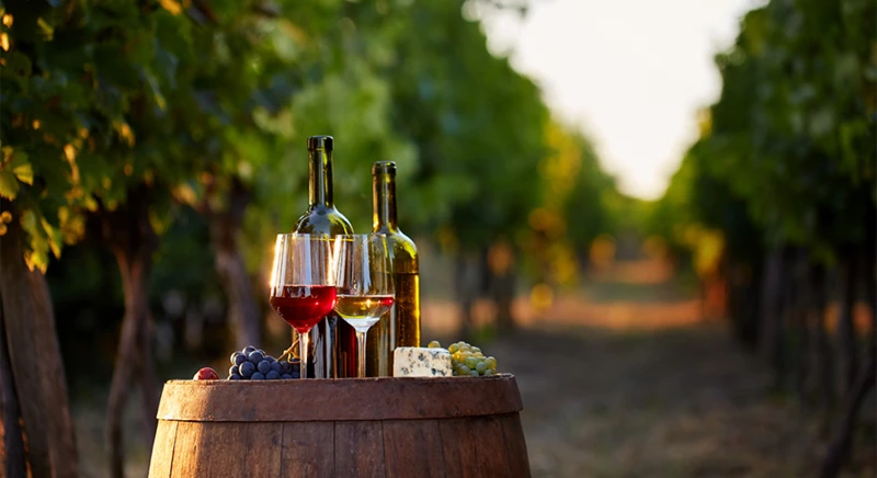 Visit of the Platanos winery