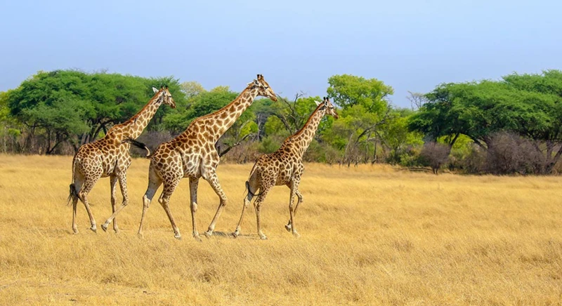Safari dans la réserve de Hwange