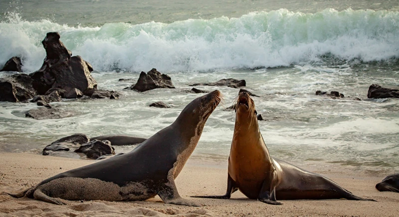 Découverte de l'île Lobos