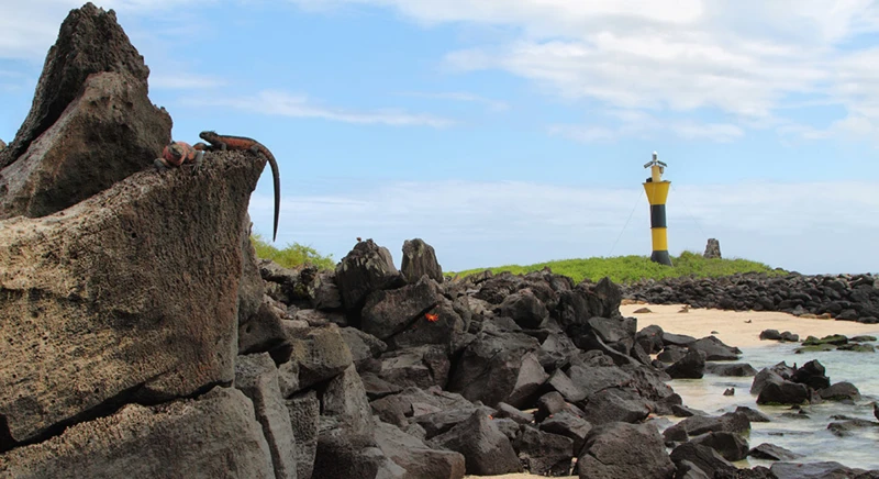 Découverte de la faune du Point Suarez