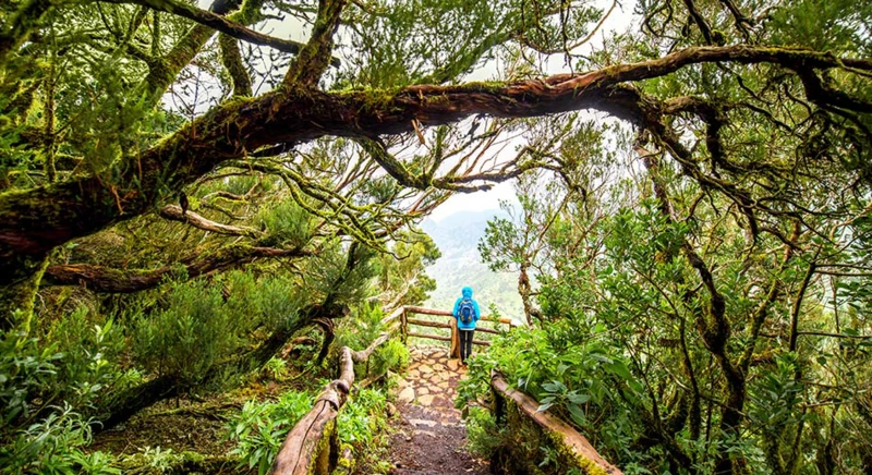 Le parc national de Garajonay sur l’île de La Gomera