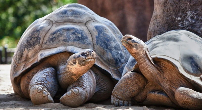 Visite de la Galapaguera "David Rodriguez" : centre d’élevage et de conservation des tortues géantes