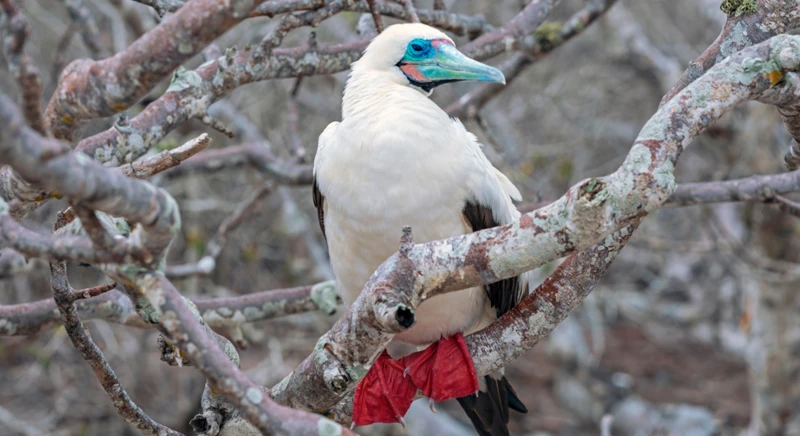 Randonnée à Punta Pitt : exploration des Fous à pieds rouges et des vues spectaculaires