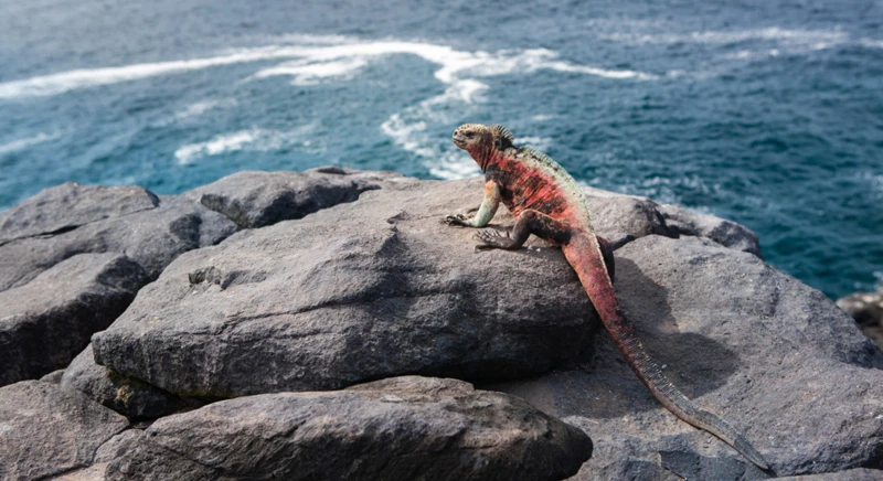 Exploration de la faune à Punta Suarez