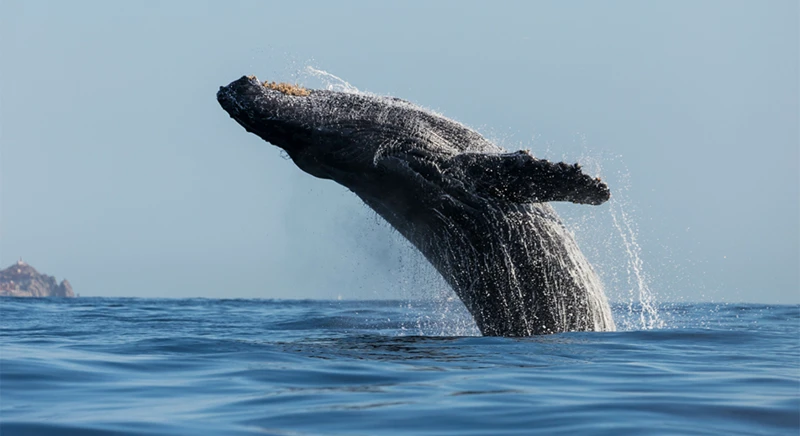 La possibilité d’observer des baleines lors d’une excursion (si les conditions le permettent)