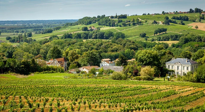 Randonnée dans les vignobles et dégustation de spécialités locales