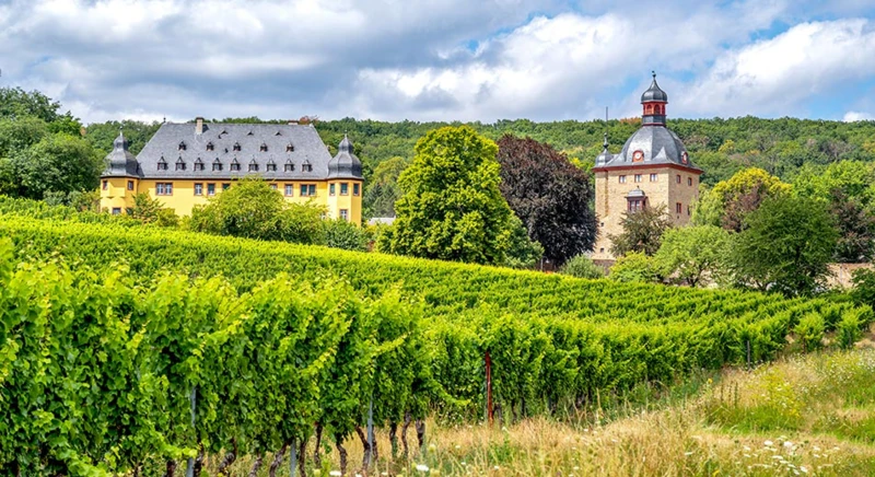 Excursion guidée à vélo dans le Rheingau