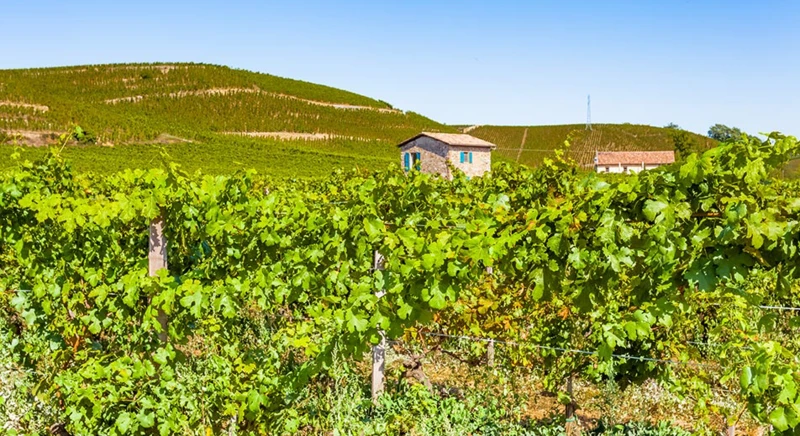 Tain l’Hermitage hike and wine tasting