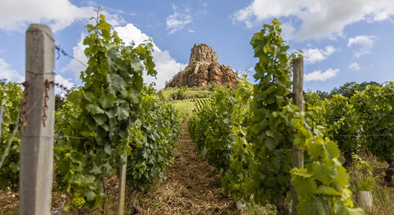 Degustazione di vini del Mâconnais