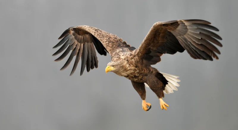 Safari d'observation des aigles de mer en semi-rigide
