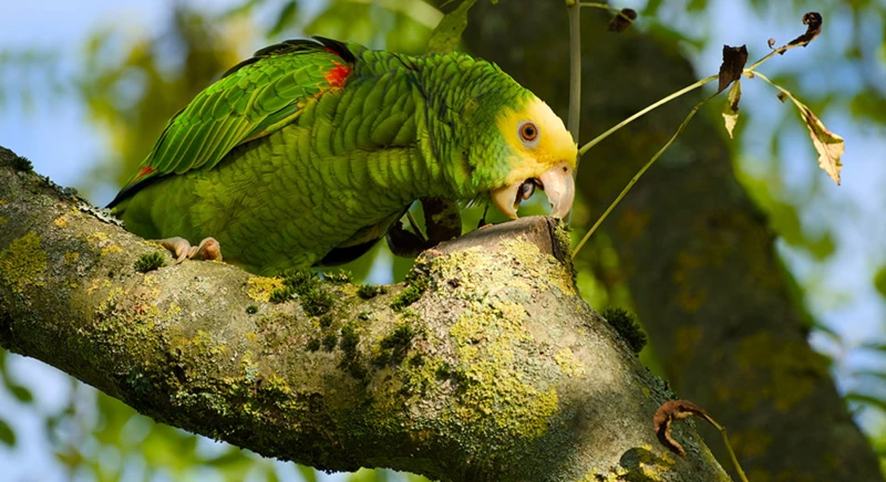 Observation des oiseaux