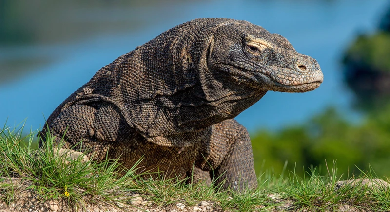Découverte des dragons de Komodo de près