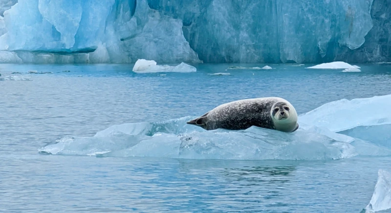 Seal watching