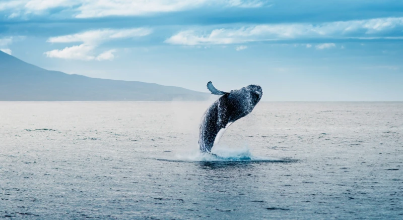 Humpback whale watching
