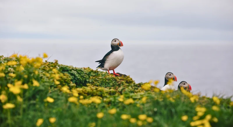 Atlantic puffin watching