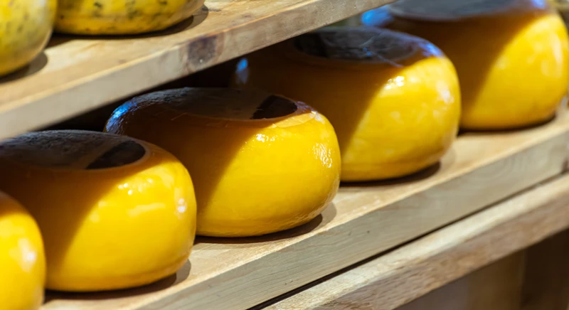 Moulins à vent de Kinderdijk et fabrication de fromage hollandais