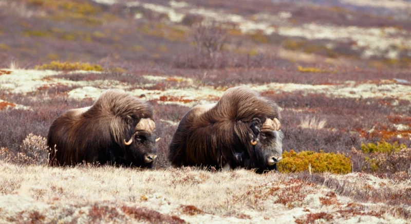 Visite de Blomsterbugten
