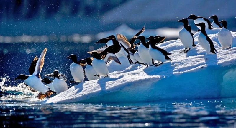 Observation des oiseaux