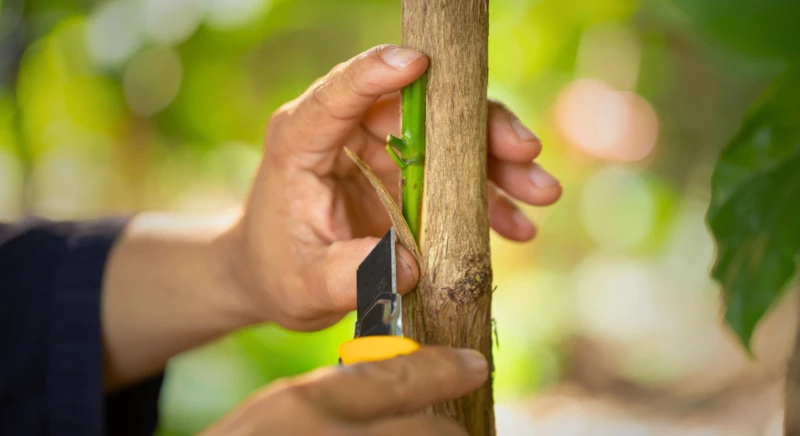 Rencontre avec des agriculteurs locaux et découverte du greffage des arbres tropicaux