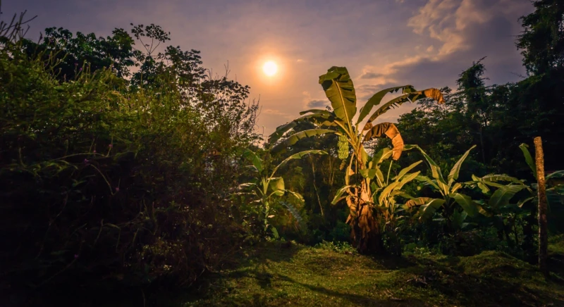 Promenade nocturne en forêt