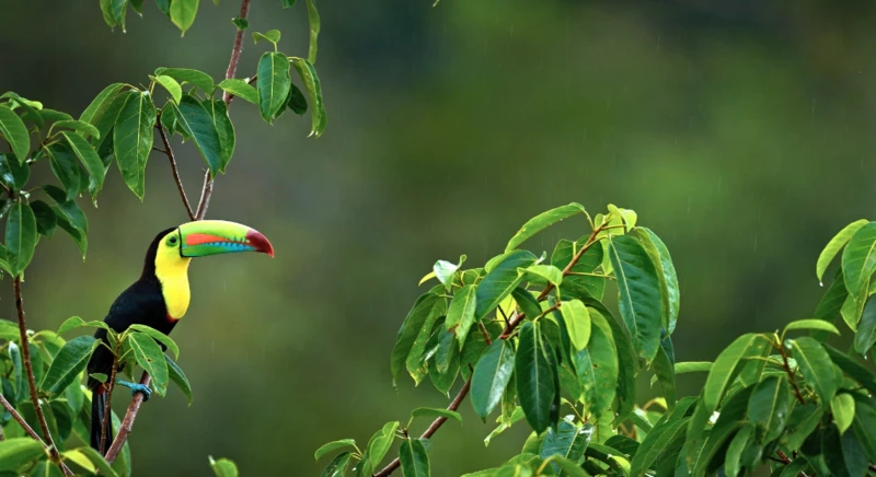 Observation de la faune