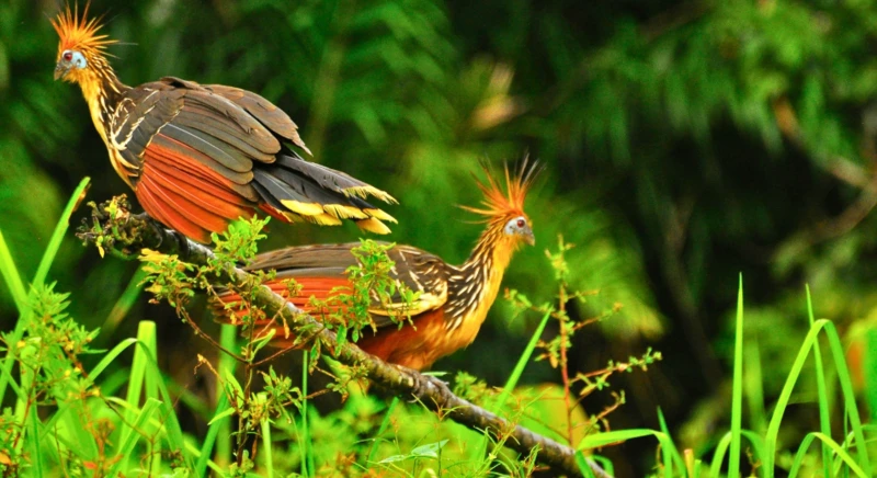 Visite du parc national de Yasuní