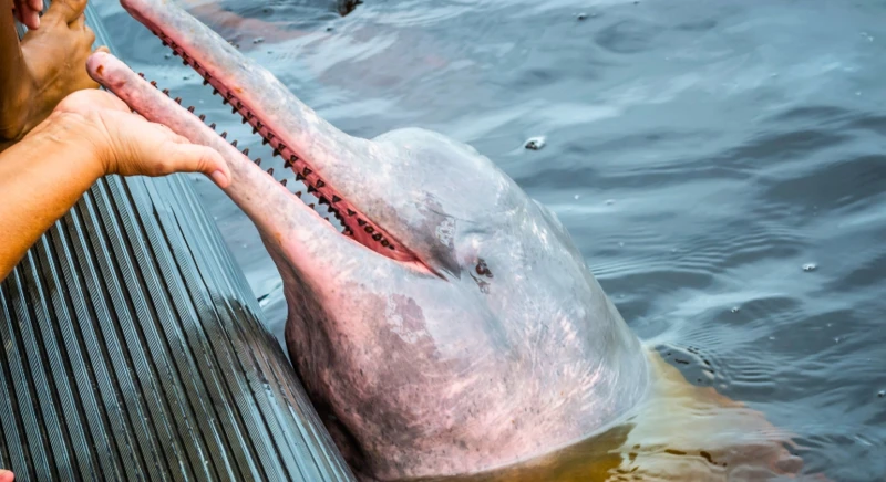 L'expérience du dauphin rose de rivière