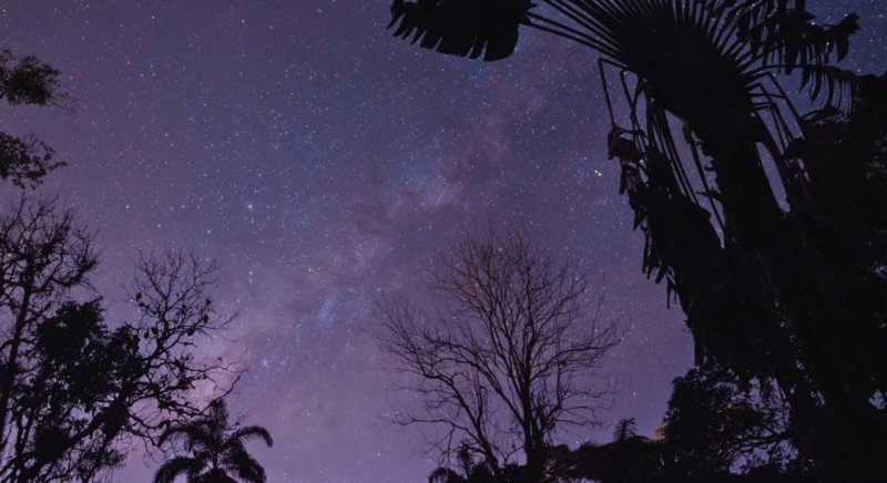 Promenade nocturne dans la jungle