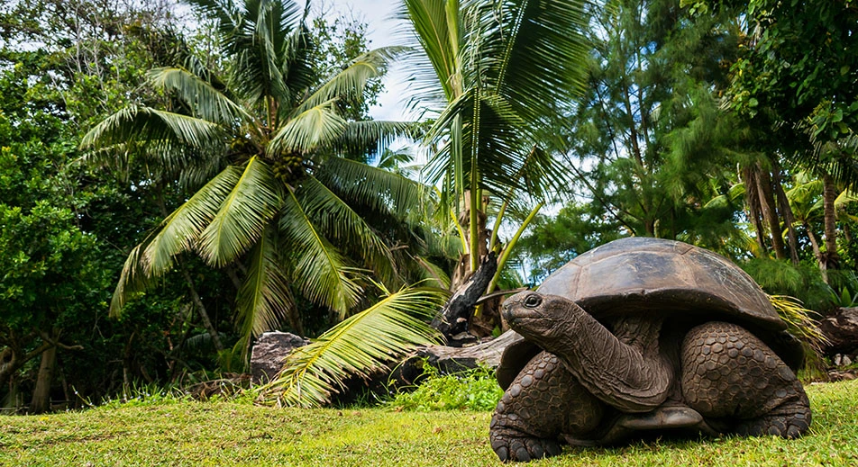 Curieuse : Nature Sauvage et Tortues Géantes